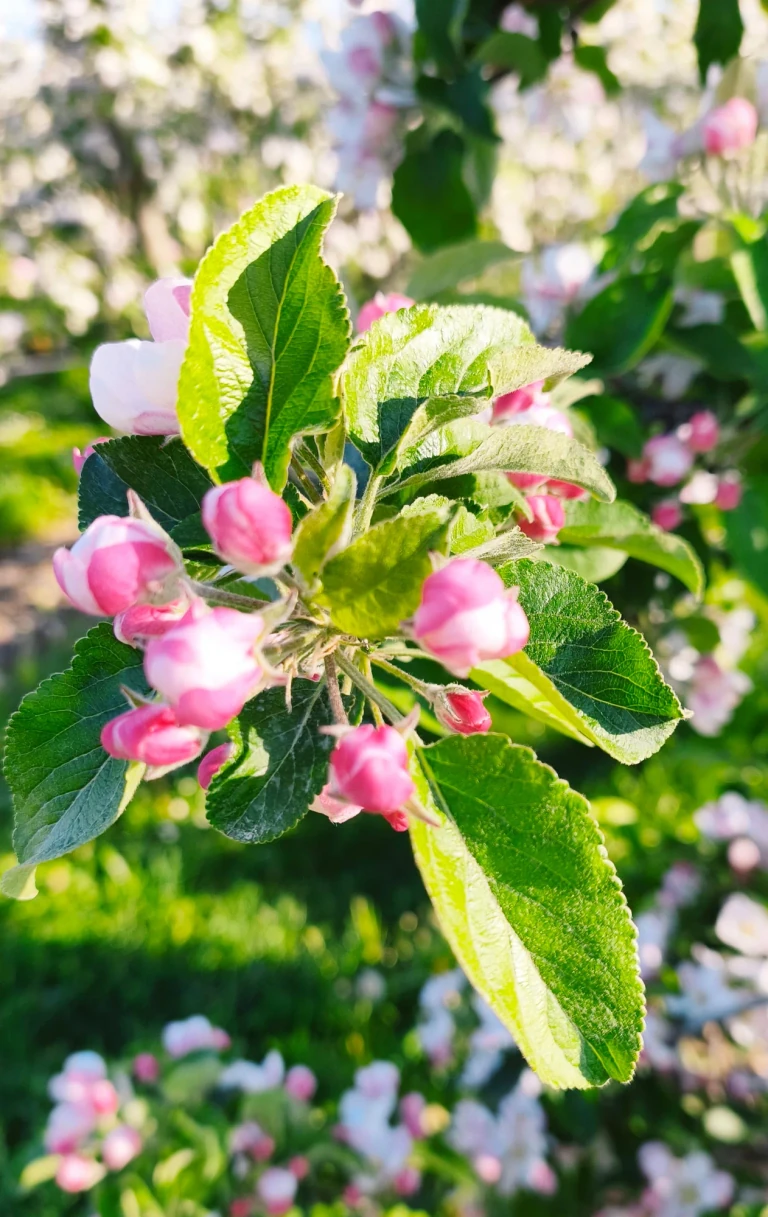 Rosafarbene Apfelblüten und frische grüne Blätter im warmen Sonnenlicht in Wasserburg